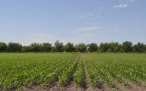 Lluvias inundan cultivos de alfalfa y algodón en Ojinaga, afectando labores agrícolas.